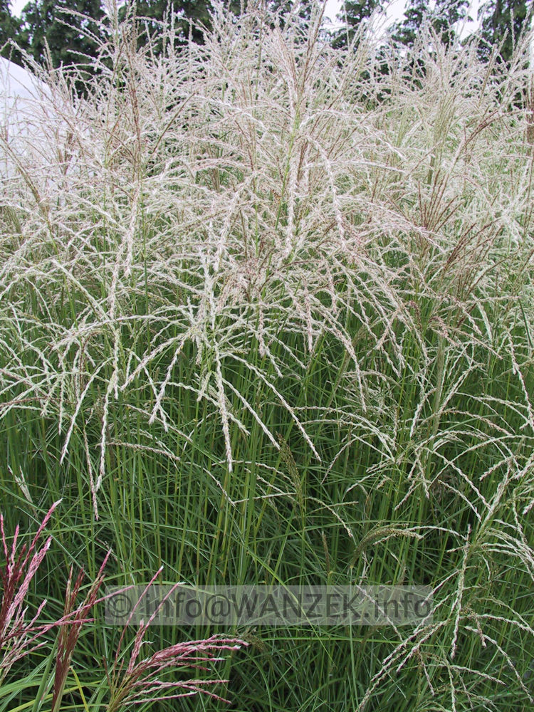 Miscanthus sinensis Kleine Fontaene 05.JPG